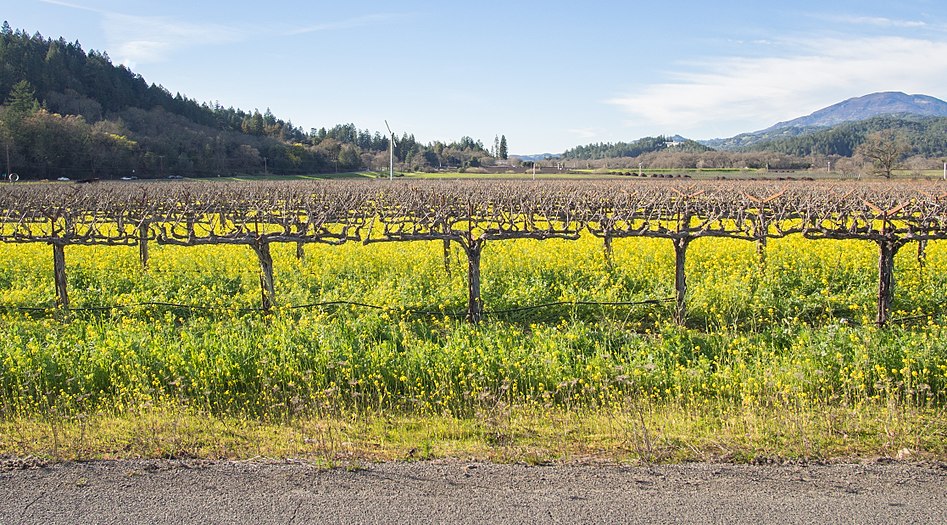 Vineyard in Napa Valley