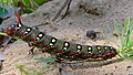 Wolfsmilchschwärmer - Hyles euphorbiae, Raupe, im Käfertaler Wald