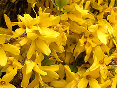 Forsythia x intermedia - close-up