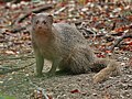 (cat) Herpestes javanicus