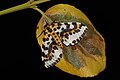 78 Magpie moth (Abraxas grossulariata) uploaded by Charlesjsharp, nominated by Charlesjsharp