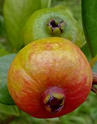 Psidium cattleianum (Myrtaceae) 02.jpg