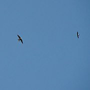 White-throated needletail 74 Sunbury St Geebung IMGP1971.jpg