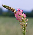 Saat-Esparsette - Onobrychis viciifolia, am Bruchgraben in den Kirschgartshäuser Schlägen