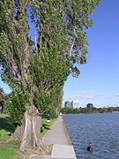 Lake of Albert Park & Swan