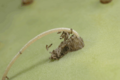 First instar larvae il the process of hatching from an egg stick