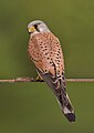 56 Common kestrel falco tinnunculus uploaded by Merops, nominated by McIntosh Natura