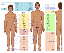 Human body Arabic.png