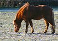 Icelandic horse