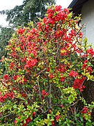 Chaenomeles speciosa