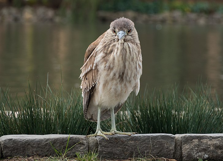 Juvenile black-crowned night heron