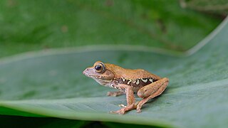 Katak Terbang (Rhacophorus monticola) dengan keunikannya.jpg