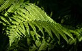 56 Ostrich fern at Myrstigen trail 1 uploaded by W.carter, nominated by W.carter,  18,  0,  0