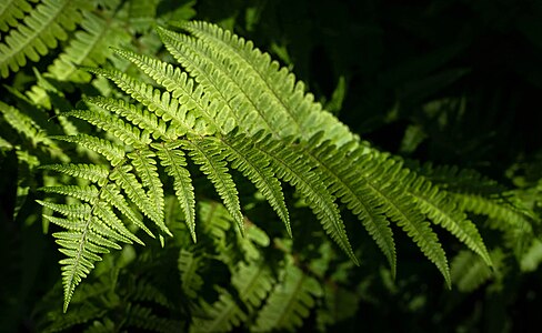 "Ostrich_fern_at_Myrstigen_trail_1.jpg" by User:W.carter