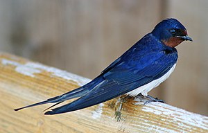 Barn swallow (Hirundo rustica)