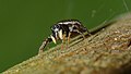 Springspinne - Heliophanus sp., Weibchen, am Bruchgraben in den Kirschgartshäuser Schlägen