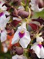 Encyclia cordigera semialba