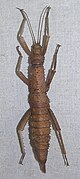 Eurycantha rosenbergii, female