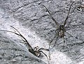 Latrodectus geometricus ♂