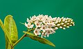 "Lysimachia_clethroides._06-08-2020_(d.j.b.)_01.jpg" by User:Famberhorst