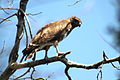 Buteo brachypterus (cat.)