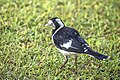 * Nomination Magpie-lark (Grallina cyanoleuca neglecta) female --Charlesjsharp 07:45, 18 February 2024 (UTC) * Promotion  Support Good quality. --Poco a poco 07:49, 18 February 2024 (UTC)