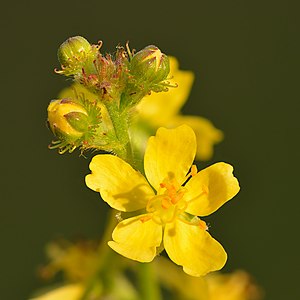 "Agrimonia_eupatoria_-_Keila.jpg" by User:Iifar