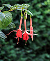 Fuchsia 'Helena'.