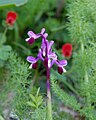 Orchis longicornu