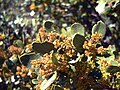 subsp. myrtifolia; Sierra Madrona, Spain