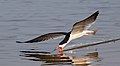 "Black_skimmer_(Rynchops_niger)_in_flight.jpg" by User:Charlesjsharp