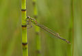 Blue-tailed damselfly (Ischnura elegans) à Pen-er-Malo.