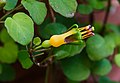 File:Fuchsia procumbens.