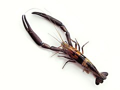 Macrobrachium carcinus (Big-claw River Shrimp)