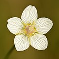 27 Parnassia palustris - Niitvälja bog2 uploaded by Iifar, nominated by Iifar,  12,  0,  0