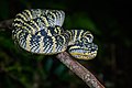 103 Tropidolaemus wagleri, Wagler's palm pit viper - Takua Pa District, Phang-nga Province (48238132136) uploaded by Christian Ferrer, nominated by Christian Ferrer,  15,  0,  0