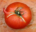 home-grown tomato