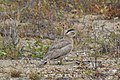 Peruvian thick-knee (Burhinus superciliaris) in La Chocolatera