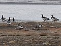 Post-breeding group; Longyearbyen, Spitsbergen, Svalbard