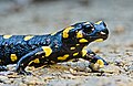 77 Fire salamander (Salamandra Salamandra) uploaded by PetarM, nominated by PetarM,  22,  1,  0