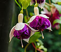 Fuchsia 'Golden Anniversary'.