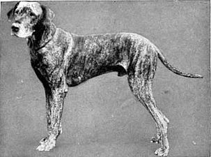 Male Great Dane circa 1910