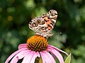 Image 74American lady butterfly on a purple coneflower