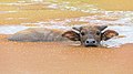 6 Bubalus bubalis (water buffalo) bathing in a rust-colored pond and looking at viewer, head above water, Don Det, Laos uploaded by Basile Morin, nominated by Basile Morin,  24,  0,  0