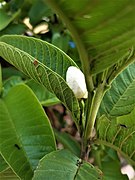 Flower of Guava Plant 01.jpg