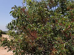 Pistacia terebinthus kz02.jpg
