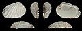 Cardites floridanus var. albus (Broad-ribbed Cardita), right valve → Life forms/Animals/Molluscs