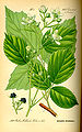 Rubus pedemontanus