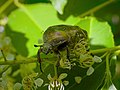 Goldglänzender Rosenkäfer - Cetonia aurata, im Käfertaler Wald