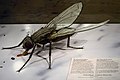 Model of Common House Fly